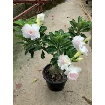 White Adenium Plant 1a-adenium plant-2496046-77418.webp